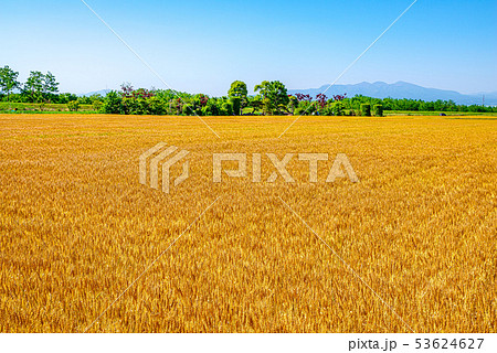 小麦畑と青空 埼玉県上里町 の写真素材