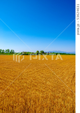小麦畑と青空 埼玉県上里町 の写真素材