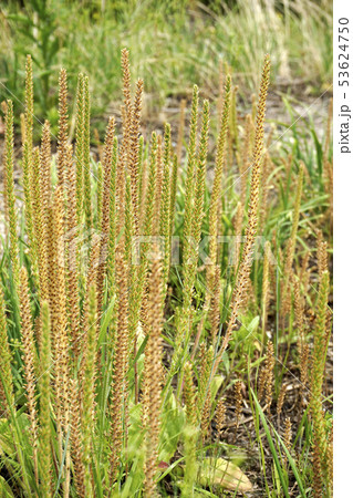 ツボミオオバコ ツボミオオバコ 53624750