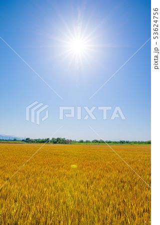 小麦畑と青空【埼玉県上里町】 53624756