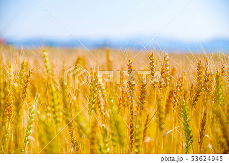 小麦畑のイメージ 埼玉県上里町 の写真素材