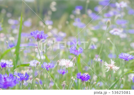 矢車菊 矢車菊 53625081