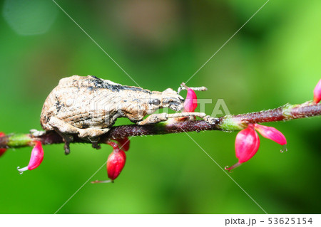 ヒメシロコブゾウムシとキンミズヒキの花 ヒメシロコブゾウムシとキンミズヒキの花 53625154