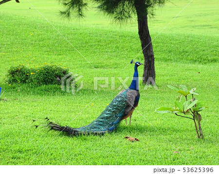 インドクジャク 53625396