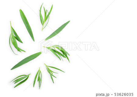tarragon or estragon isolated on white background with copy space for your text. Artemisia 53626035