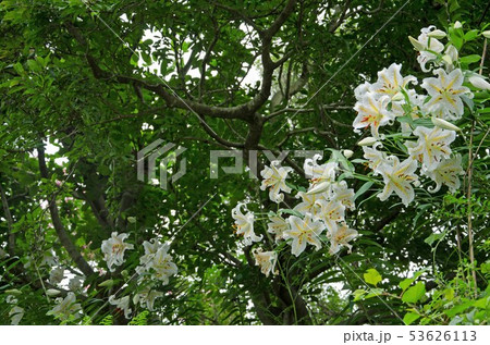 ヤマユリの群生 (学名 Lilium auratum) ヤマユリの群生 (学名 Lilium auratum) 53626113