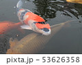 錦鯉 53626358