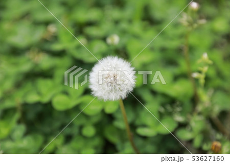 綿毛 53627160