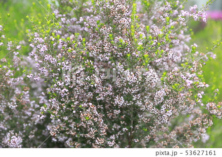 ジャノメエリカ 53627161