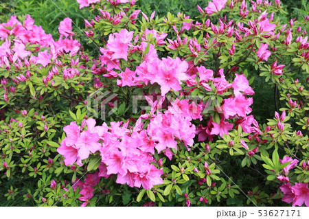 ツツジ 53627171
