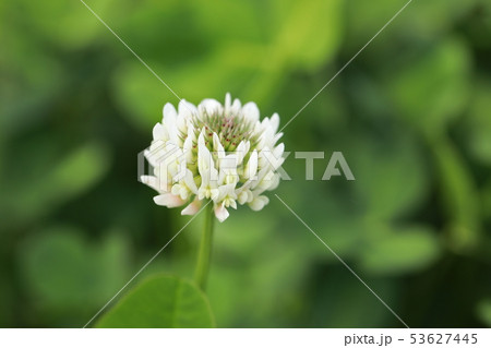 シロツメクサ 53627445