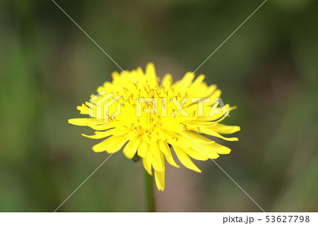 タンポポ 53627798
