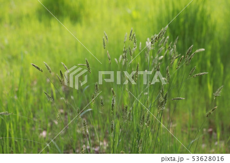 カゼクサ 53628016