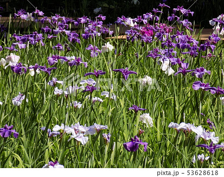 四季の森 53628618