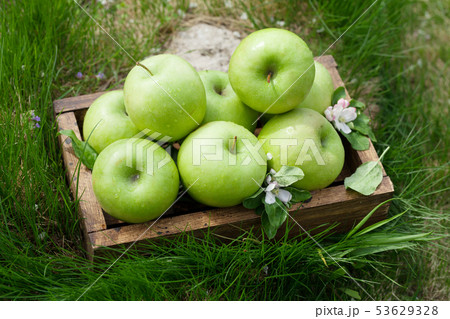 Fresh garden green apples in box Fresh garden green apples in box 53629328