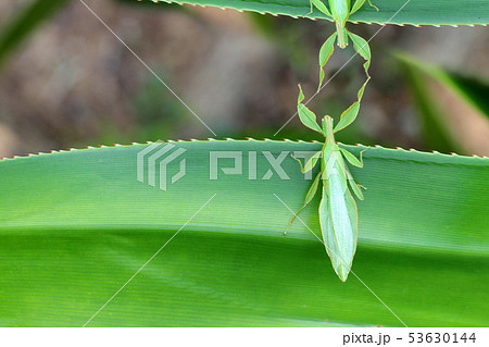 Leaf Insect on the leaves and the natural 53630144