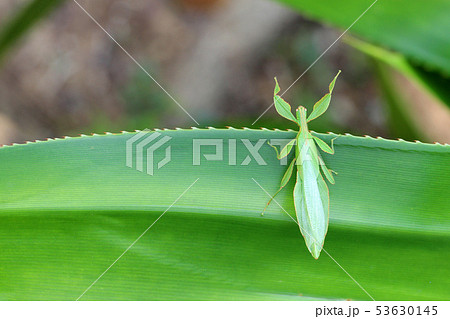 Leaf Insect on the leaves and the natural 53630145