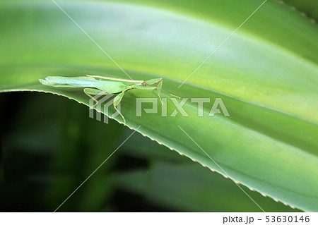 Leaf Insect on the leaves and the natural 53630146