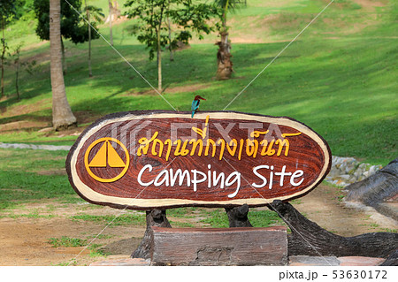 Kingfisher perched on Camping Site sign in the Kingfisher perched on Camping Site sign in the 53630172