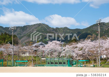 和束運動公園と桜　京都　宇治茶　緑茶　抹茶 53630214