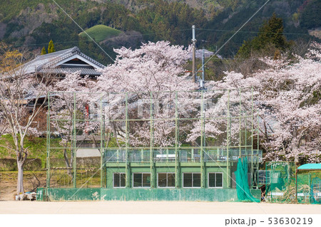 和束運動公園と桜 京都 宇治茶 緑茶 抹茶 和束運動公園と桜 京都 宇治茶 緑茶 抹茶 53630219