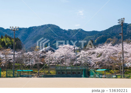 和束運動公園と桜　京都　宇治茶　緑茶　抹茶 53630221