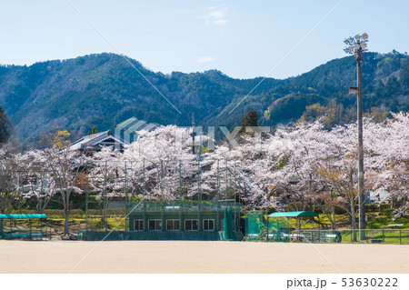 和束運動公園と桜　京都　宇治茶　緑茶　抹茶 53630222