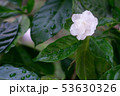 Beautiful white flowers after rain. 53630326