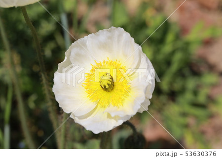 ポピー ポピー 53630376