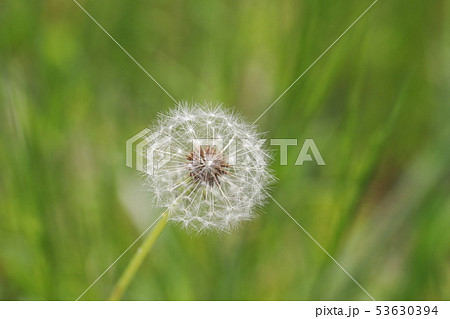 綿毛 綿毛 53630394