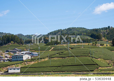 京都府和束町の茶畑　宇治茶　抹茶　緑茶　２０１９年４月 53630448