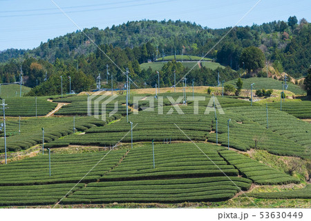 京都府和束町の茶畑　宇治茶　抹茶　緑茶　２０１９年４月 53630449