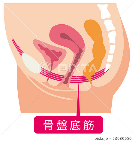 骨盤底筋　説明図　女性のからだ 53630650