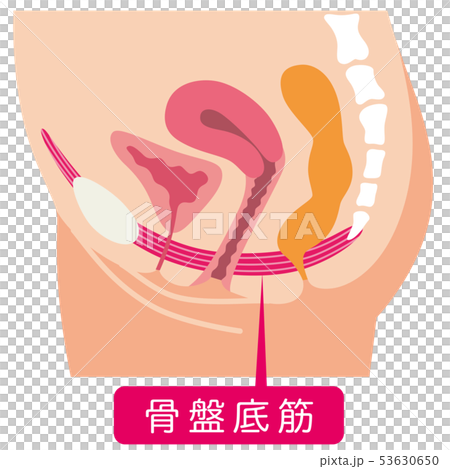 骨盤底筋　説明図　女性のからだ 53630650
