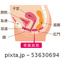 骨盤底筋　説明図　女性のからだ 53630694