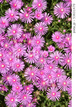 マツバギク 53631470