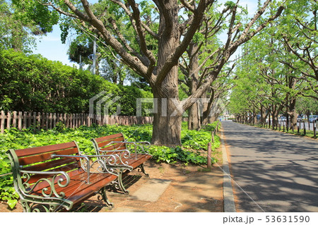 新緑の外苑イチョウ並木 港区 新緑の外苑イチョウ並木 港区 53631590