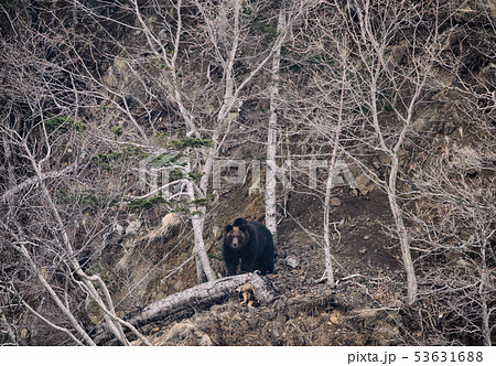 不機嫌なヒグマ 53631688