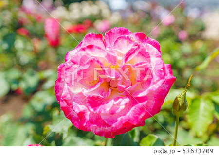 バラの花(春バラ) [ダブル・ディライト] 作出年1976年 作出国 アメリカ 53631709