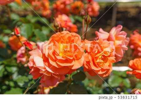 バラの花(春バラ) [ウェスターランド] 作出年1974年 作出国 ドイツ 53631715