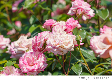 バラの花(春バラ) [つるミニュエット] 作出年1974年 作出国 日本 53631717