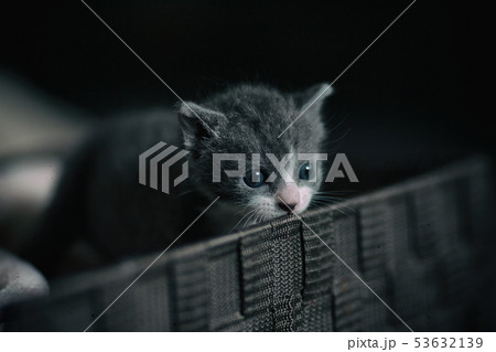 子猫の好奇心 53632139