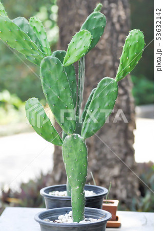cactus in the flower pot, Opuntia cactus in the flower pot, Opuntia 53632142