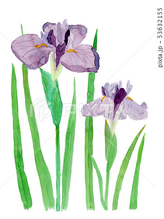 Iris ensata var. ensata ハナショウブ Iris ensata var. ensata ハナショウブ 53632155