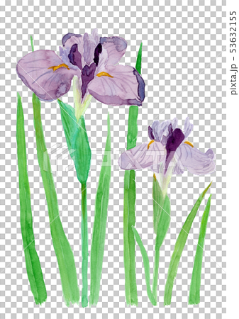 Iris Ensata Var Ensata ハナショウブのイラスト素材