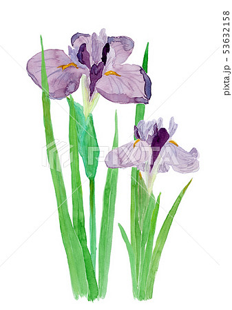 Iris ensata var. ensata ハナショウブ　束 53632158