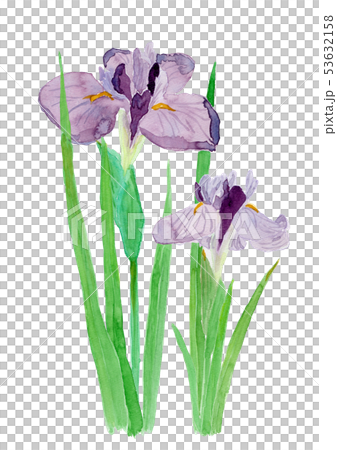 Iris ensata var. ensata ハナショウブ　束 53632158