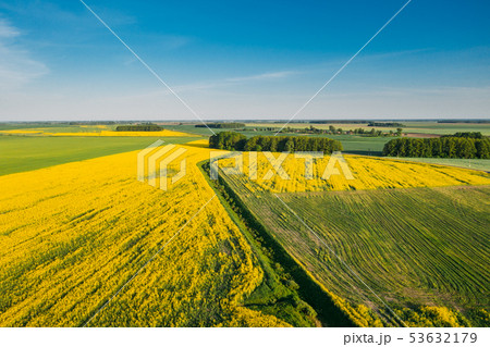 Natural Green Field With Trails Lines In Blooming Canola Yellow Flowers. Top View Of Rape Plant Natural Green Field With Trails Lines In Blooming Canola Yellow Flowers. Top View Of Rape Plant 53632179