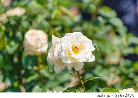 バラの花(春バラ) [ホワイト・クリスマス] 作出年1953年 作出国 アメリカ 53632470