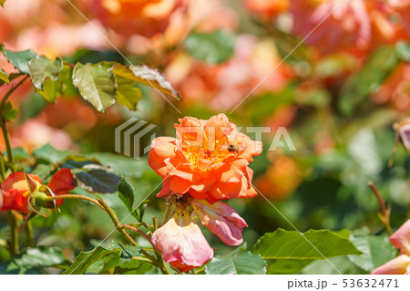 バラの花(春バラ) [ウェスターランド] 作出年1969年 作出国 ドイツ 53632471